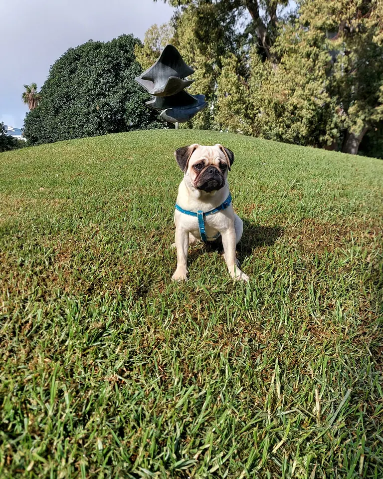 Carlinos Canarias Asociacion4