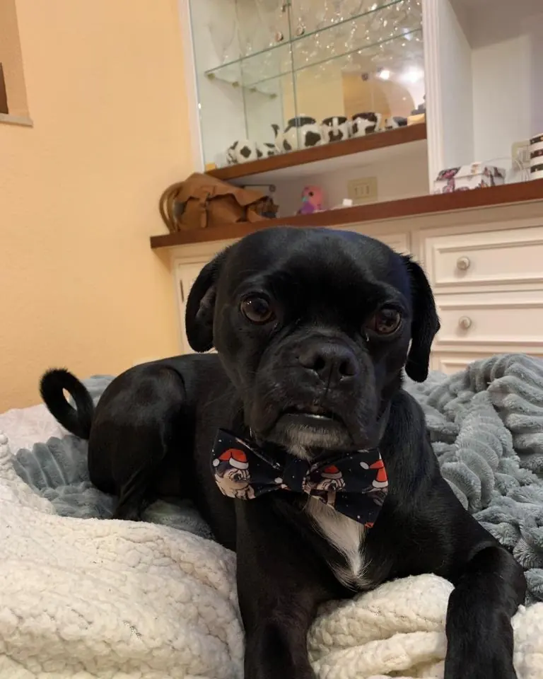 Carlinos Canarias Asociacion5