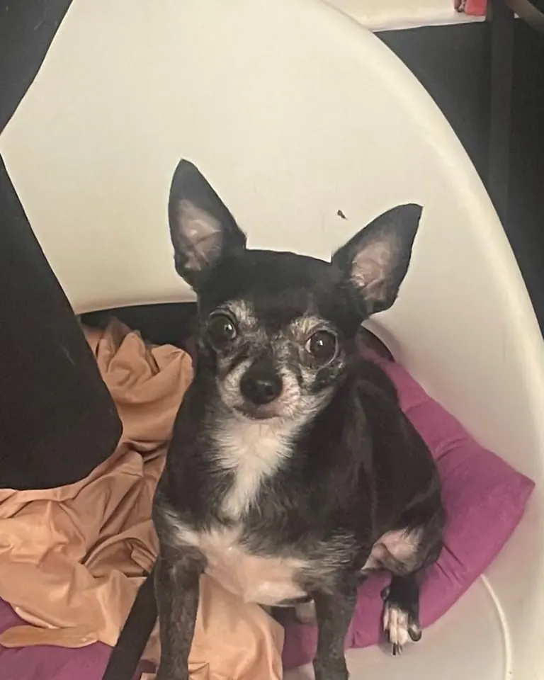 Carlinos Canarias Asociacion6