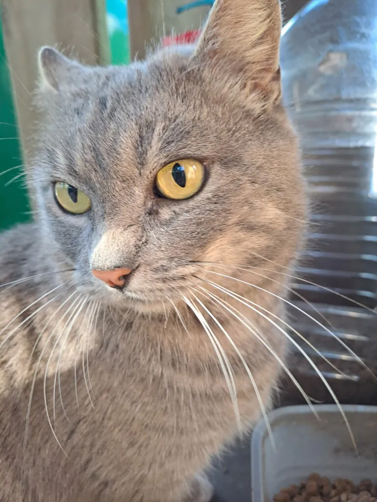 Casa Felina1 768x1024