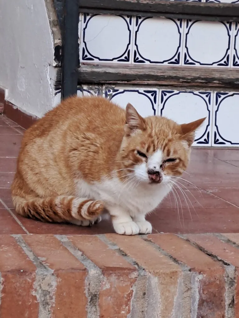 Casa Felina2 768x1024