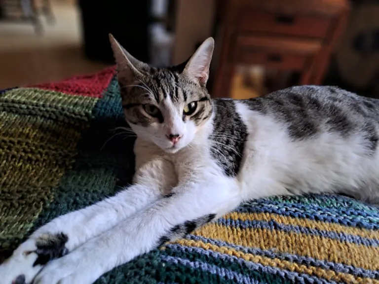 Casa Felina3 768x576