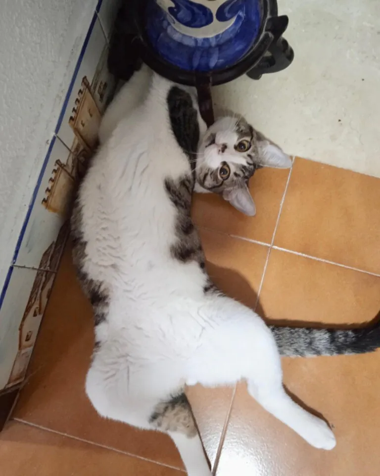 Casa Felina4 768x960