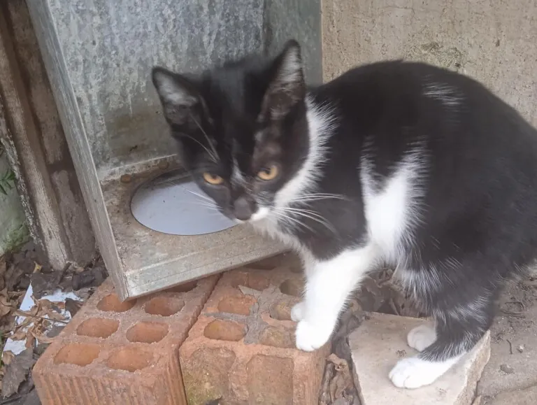 Casa Felina5 768x579