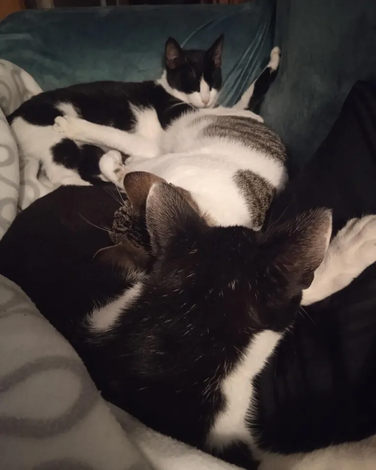 Casa Felina6 768x960