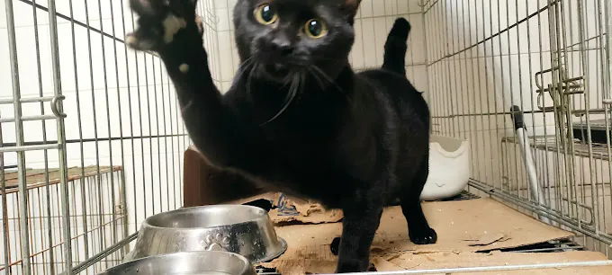 Centro Zoosanitario Municipal de Almeria2