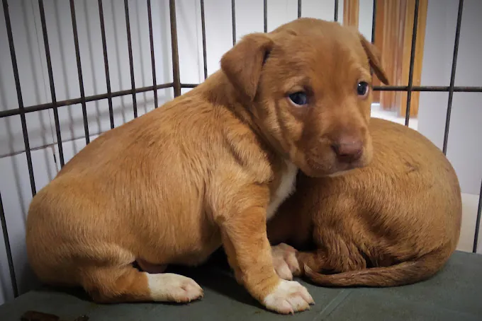 Centro Zoosanitario Municipal de Almeria3