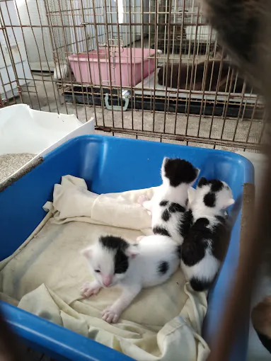 Centro Zoosanitario Municipal de Almeria4