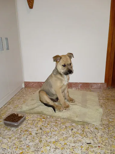 Centro Zoosanitario Municipal de Almeria5