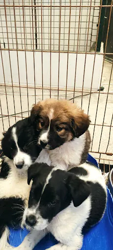 Centro Zoosanitario Municipal de Almeria6