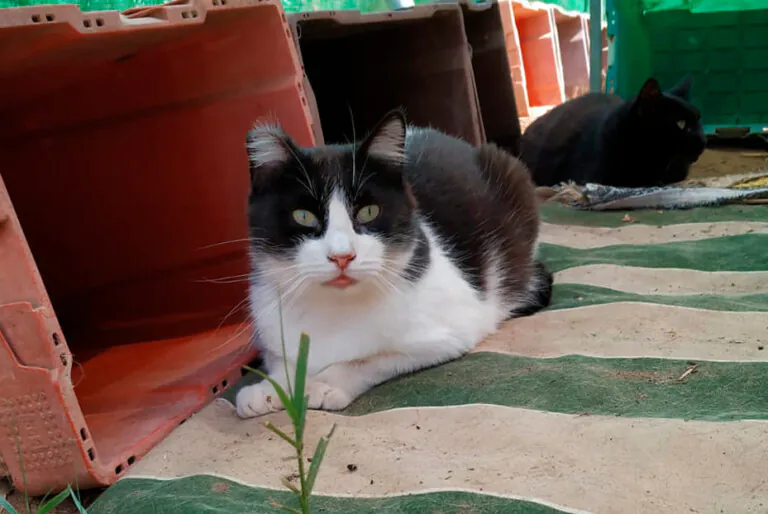 Chipi Gato Feliz1 768x514