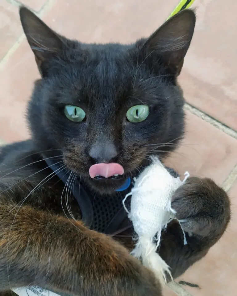 Chipi Gato Feliz2 768x960