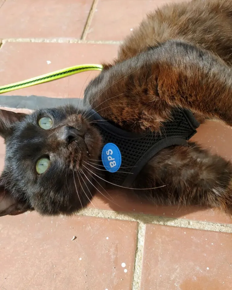 Chipi Gato Feliz3 768x960