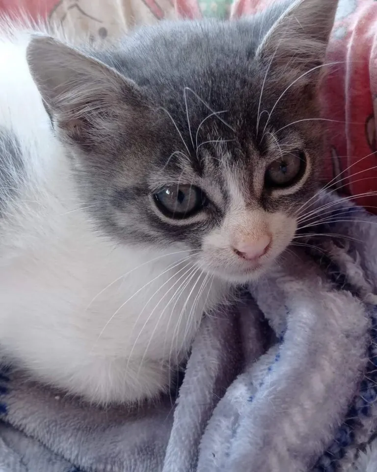 Chipi Gato Feliz4 768x960