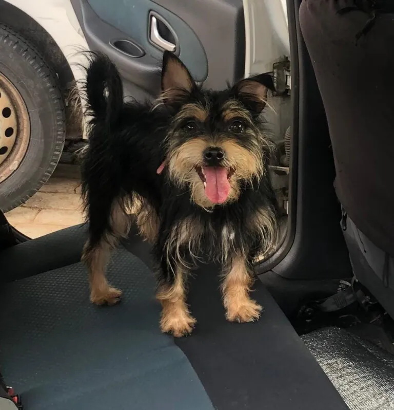 Con Unas y Dientes1 768x798