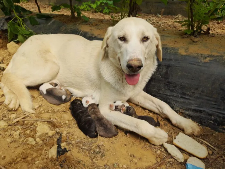 Con Unas y Dientes4 768x576