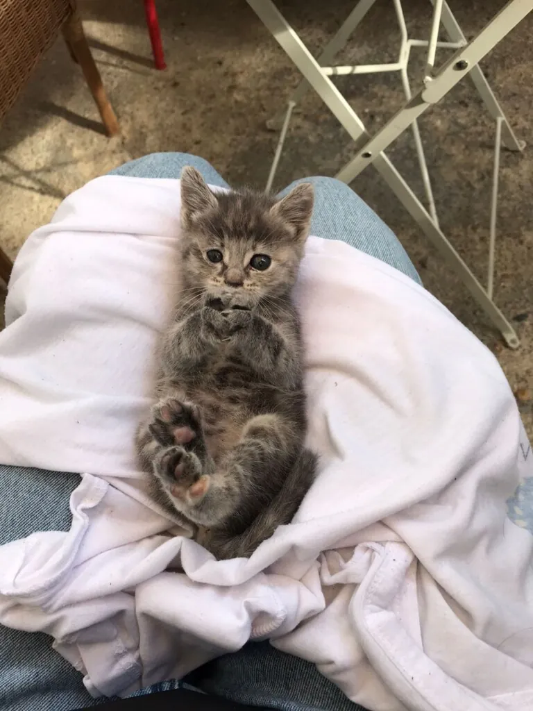 Con Unas y Dientes5 768x1024