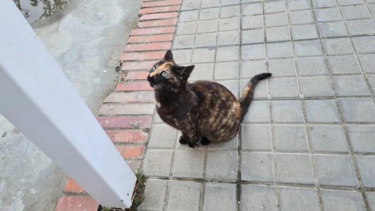 Con Unas y Dientes6 768x432