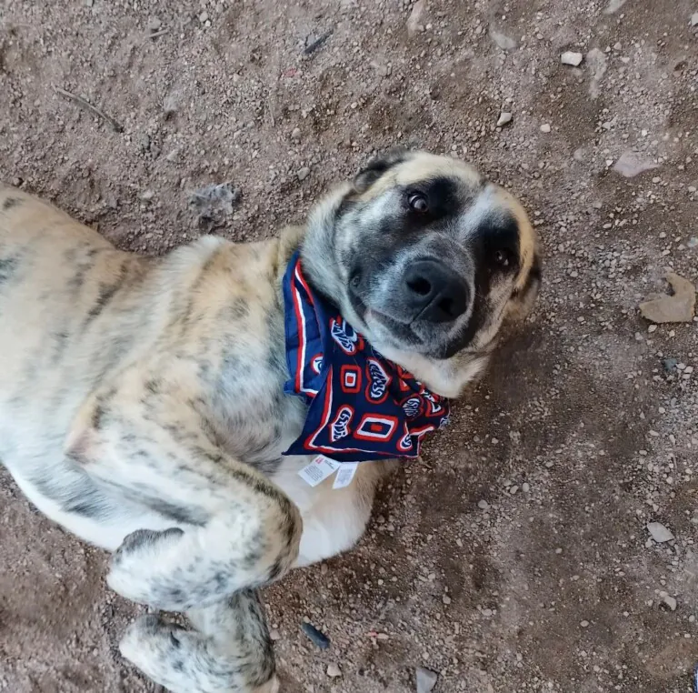 CriptanAnimal2 768x762