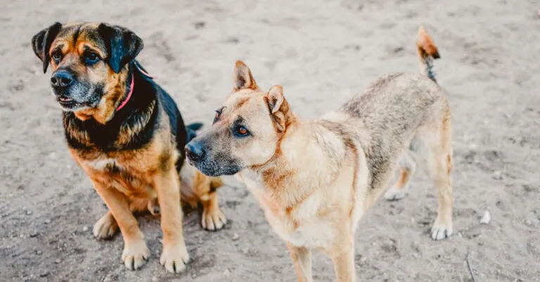 CriptanAnimal3 768x402