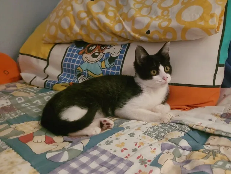 Defensa Animal Tenerife1 768x580