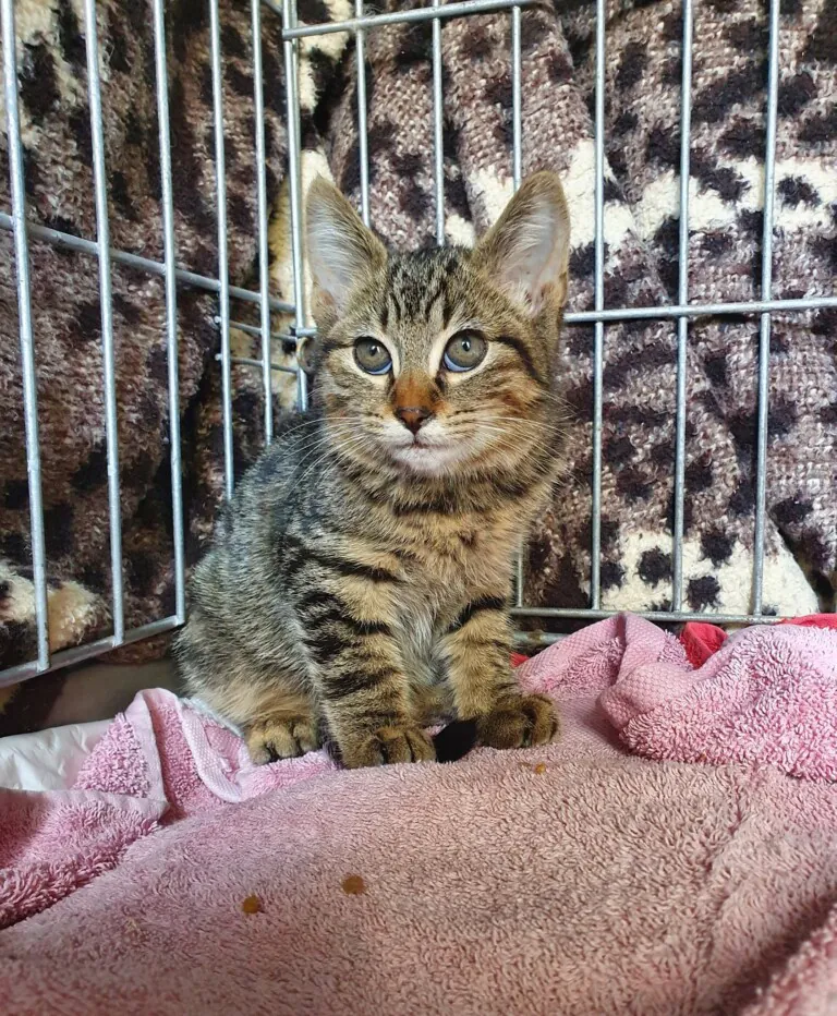 Defensa Animal Tenerife2 768x932