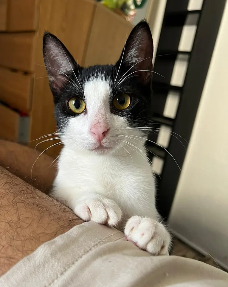 Defensa Animal Tenerife3