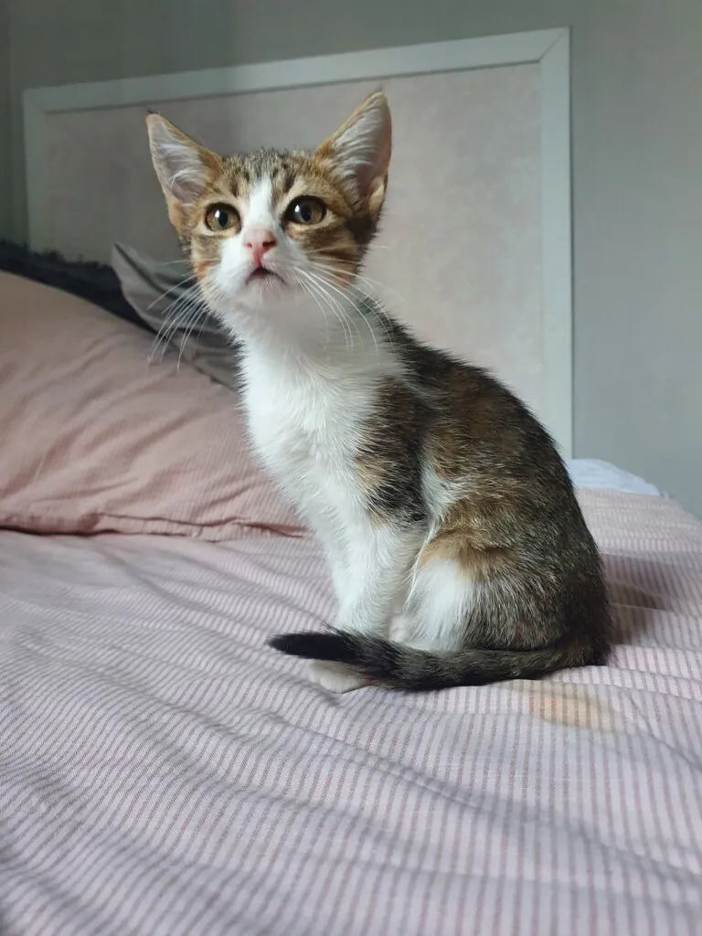 Defensa Animal Tenerife4 768x1024