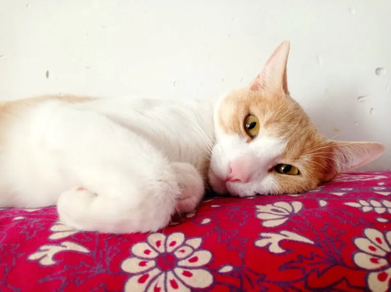 Defensa Animal Tenerife5 768x574