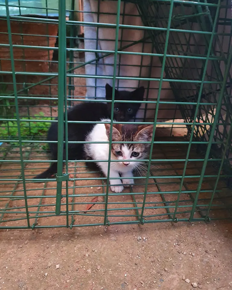 Defensa Animal Tenerife6