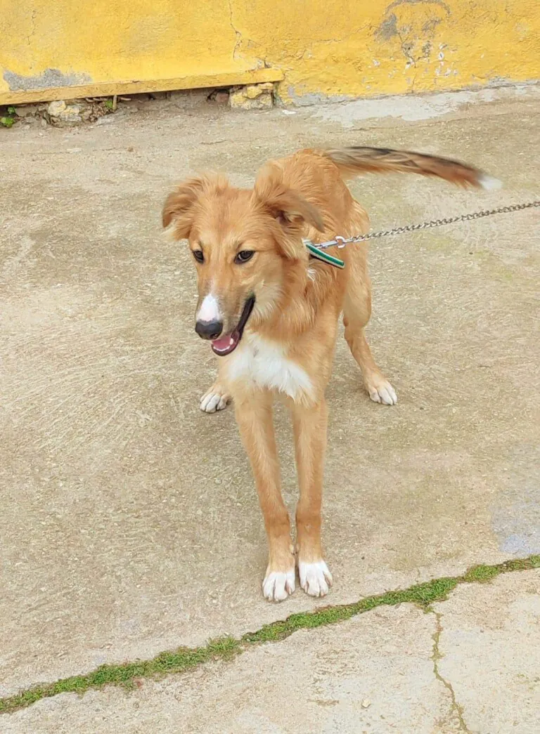 Difusion Animales Abandonados Granja de Torrehermosa1 768x1045