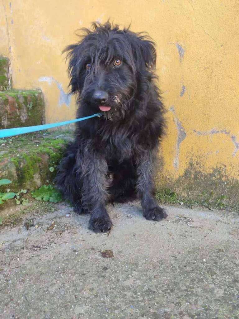 Difusion Animales Abandonados Granja de Torrehermosa2 768x1024