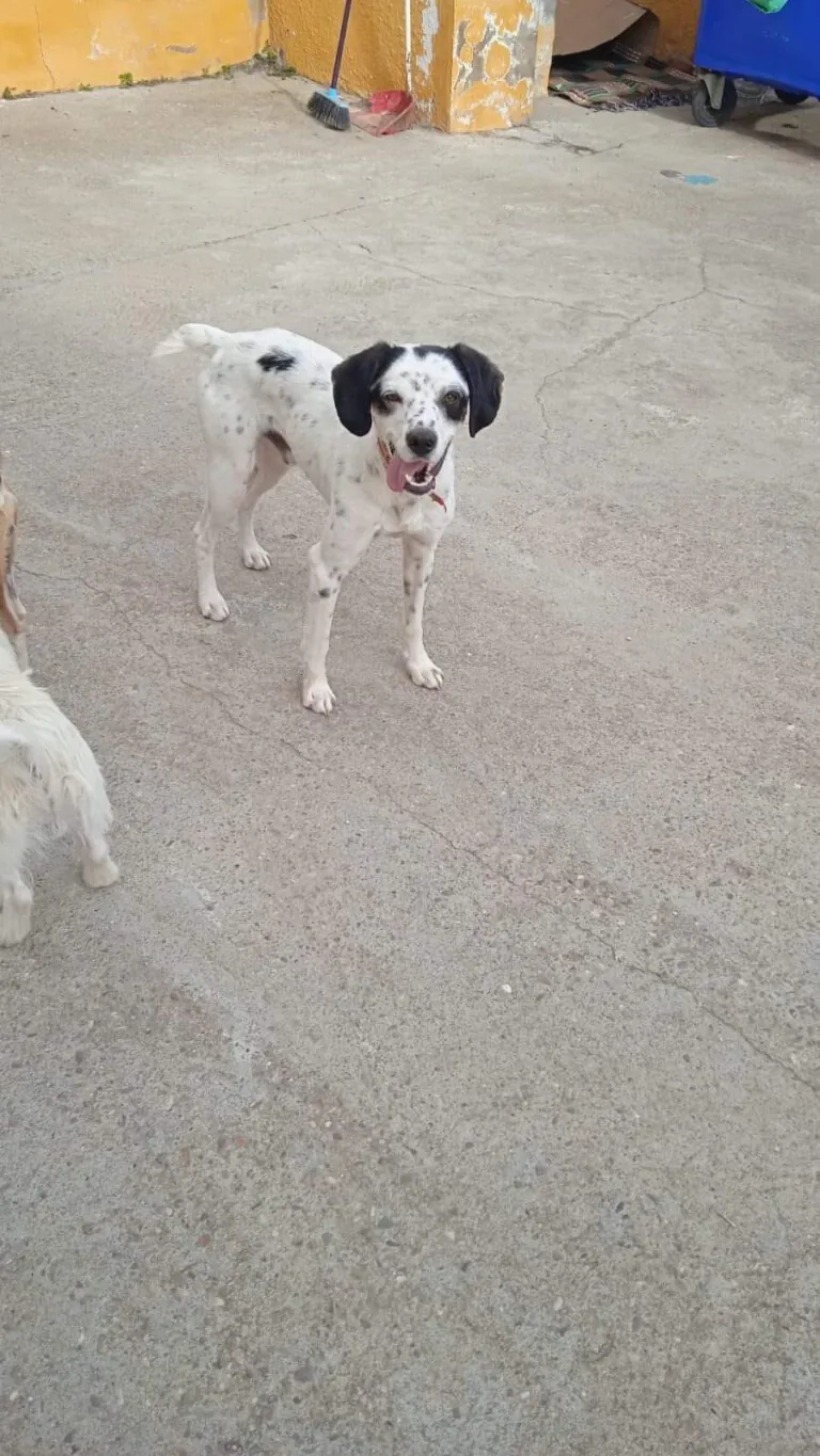 Difusion Animales Abandonados Granja de Torrehermosa3 768x1365