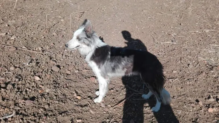 Difusion Animales Abandonados Granja de Torrehermosa5 768x431