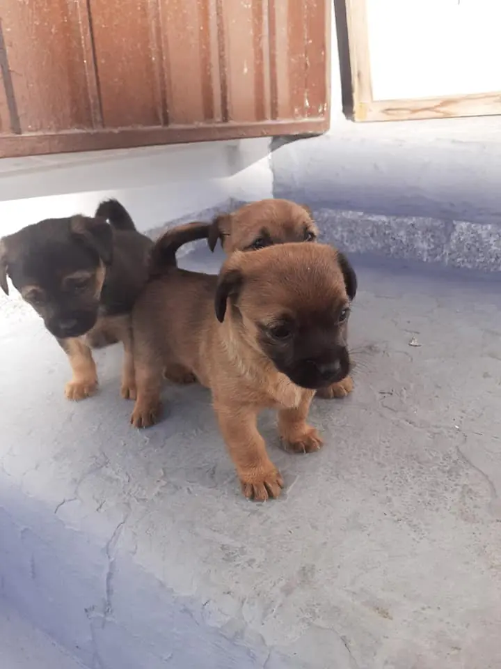 Difusion Animales Abandonados Granja de Torrehermosa6