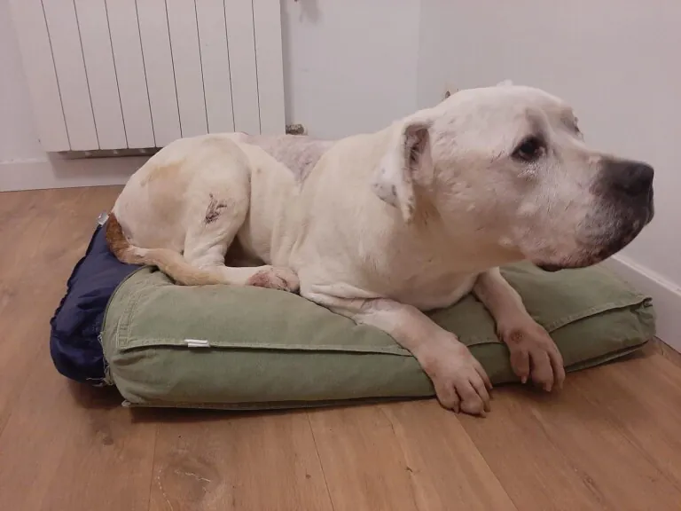 DogHorseCity2 768x576