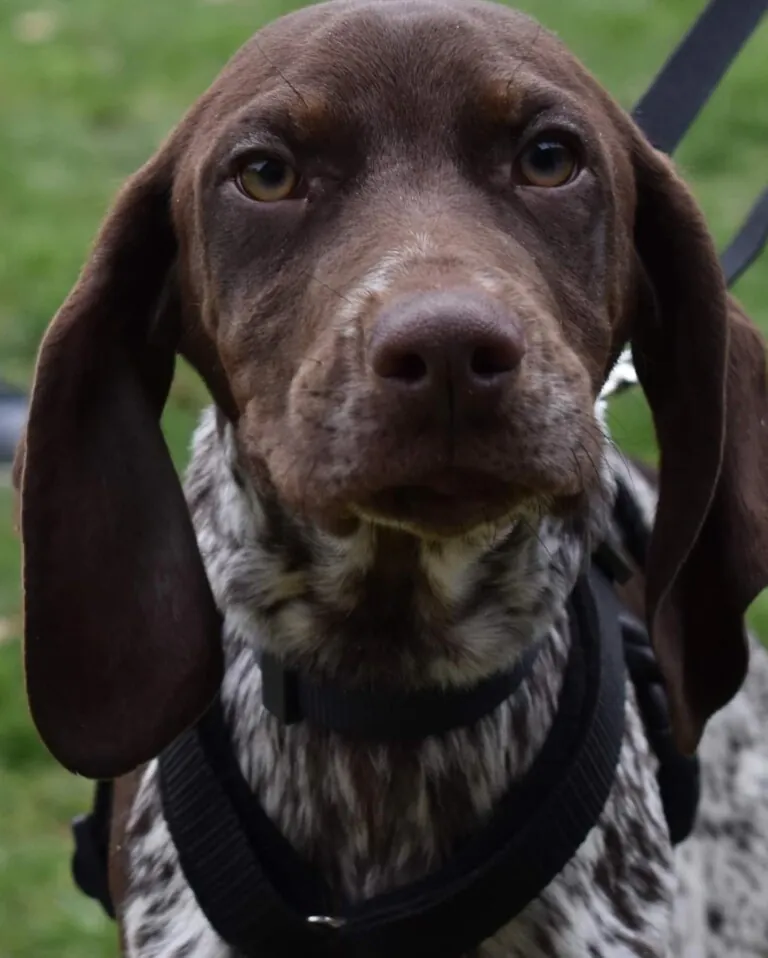 DogHorseCity4 768x958