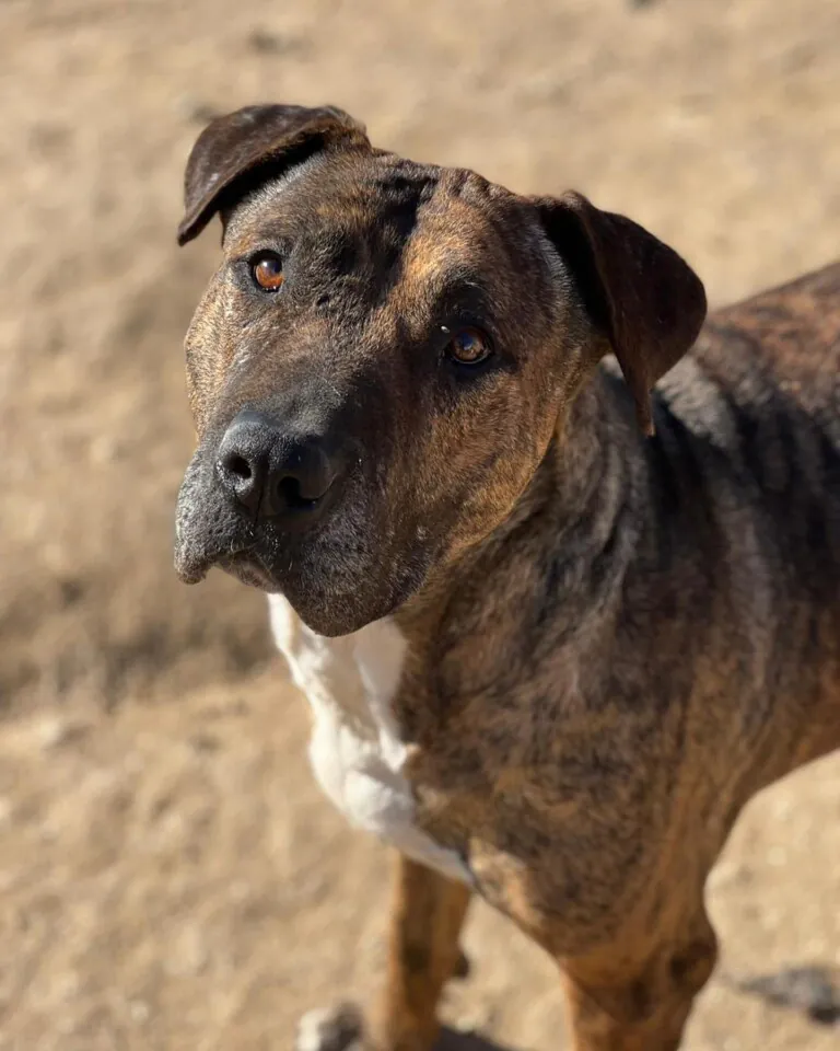 DogHorseCity6 768x960