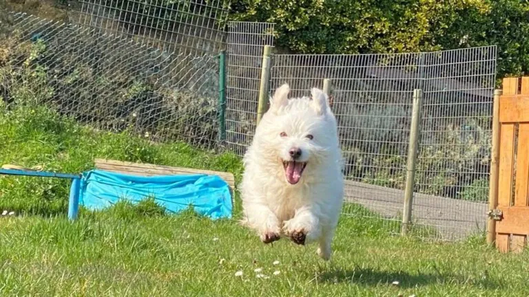 El Hogar de Yuki3 768x432