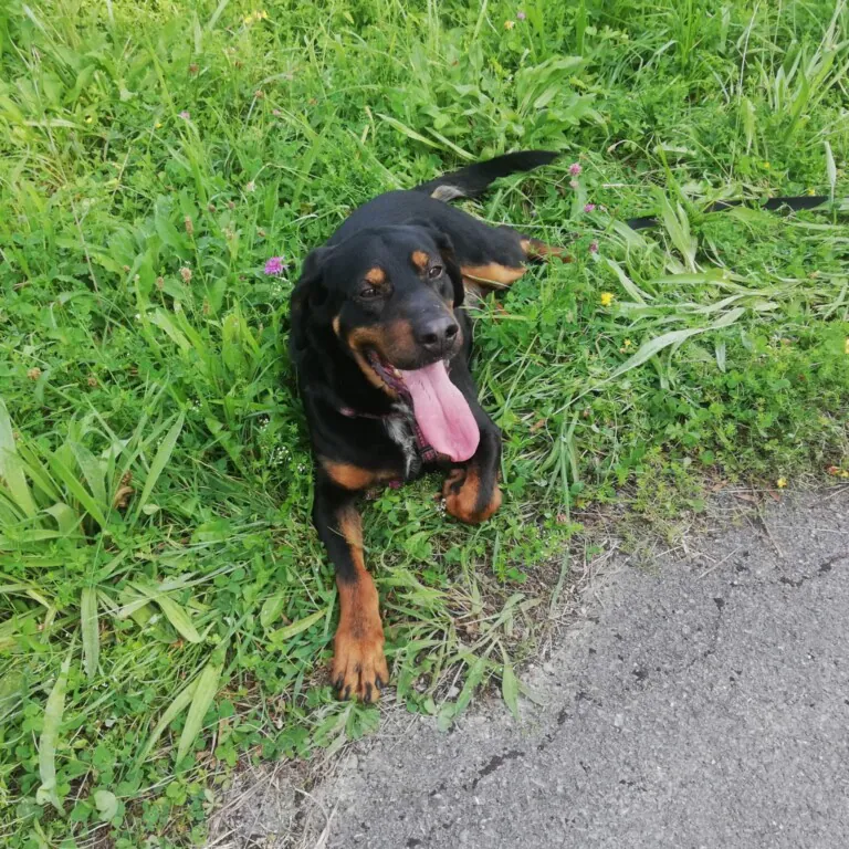 El Hogar de Yuki4 768x768