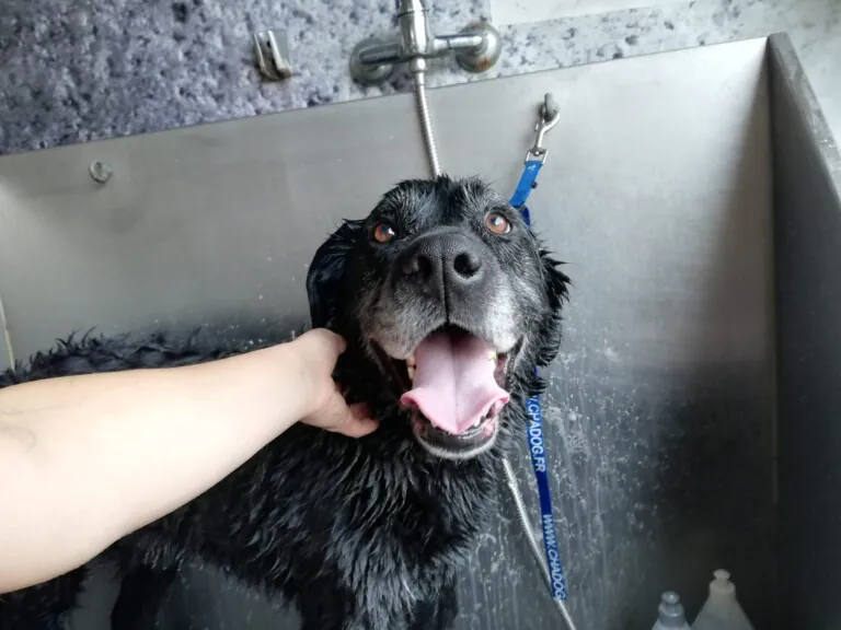 El Hogar de Yuki6 768x576