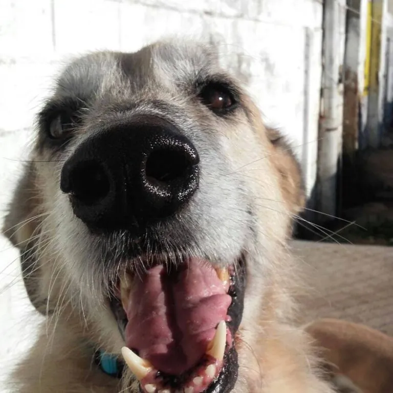 El Refugio de Brown2 768x768