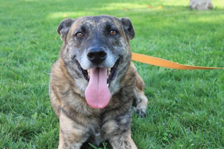 El Refugio de Brown3 768x512