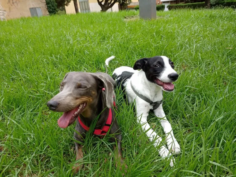 El Refugio de Brown4 768x576