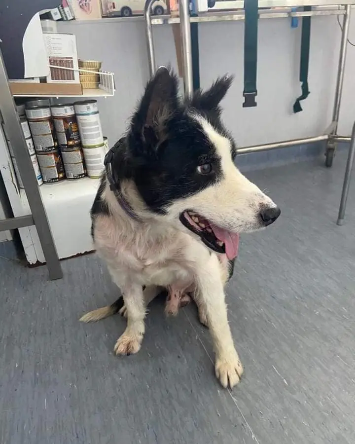 El Refugio de Brown6