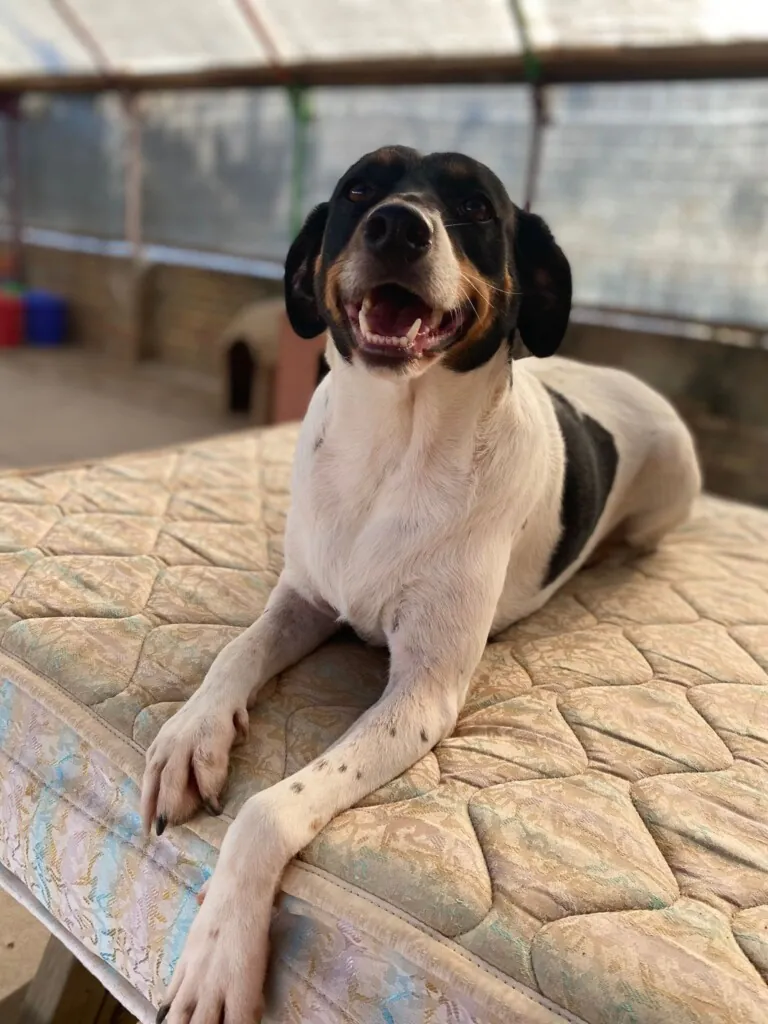 Esperanza Canina Espana1 768x1024