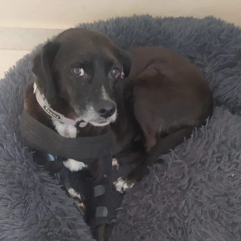 Esperanza Canina Espana2 768x768