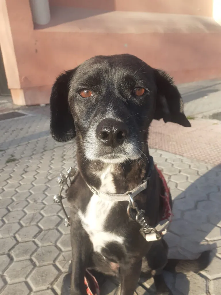 Esperanza Canina Espana3 768x1024