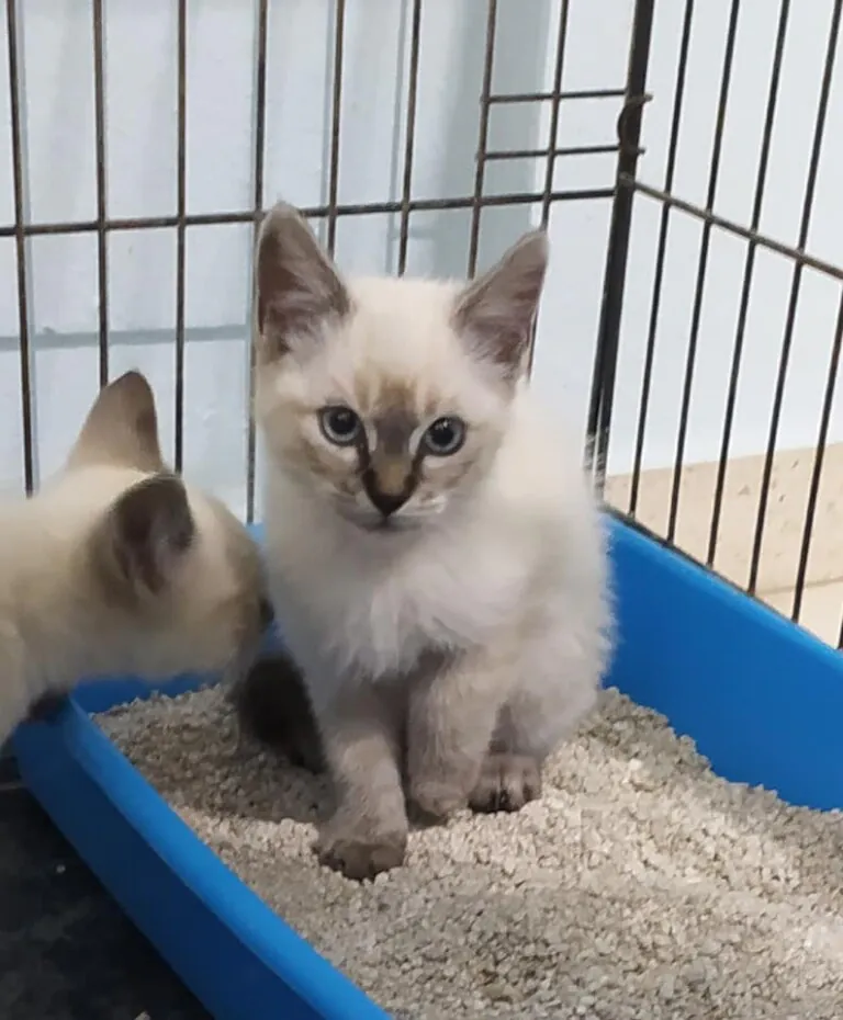 Esperanza Canina Espana4 768x930