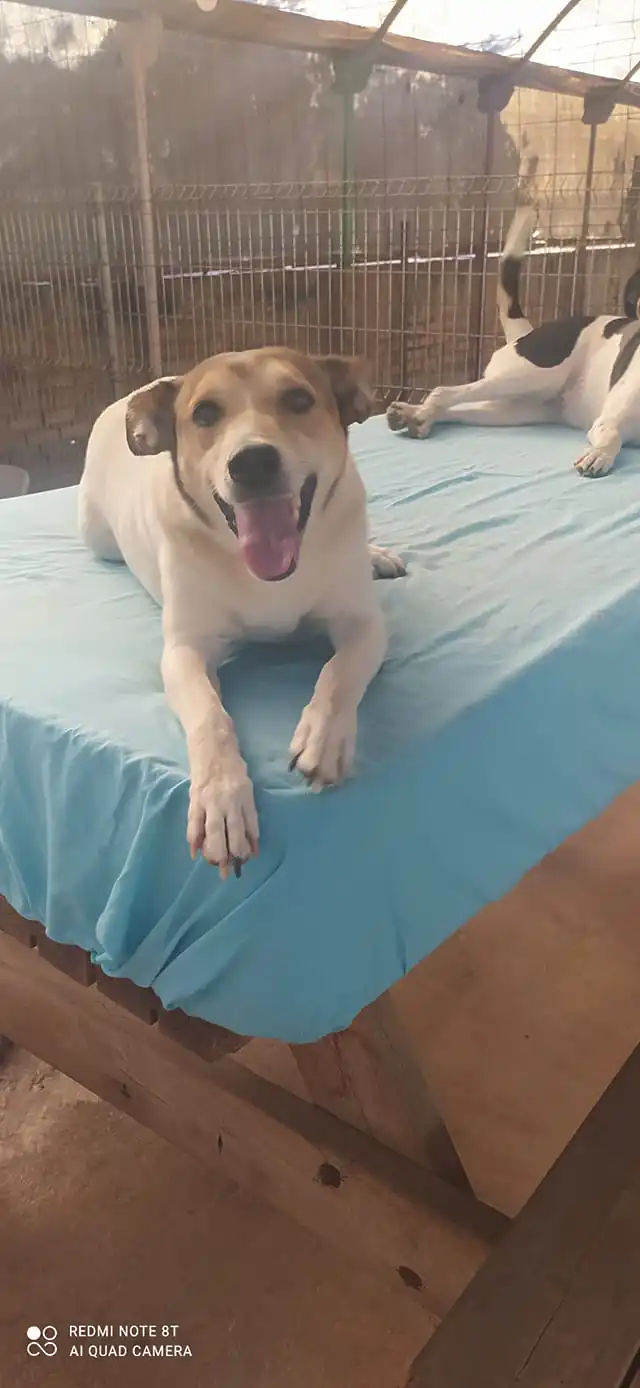 Esperanza Canina Espana5